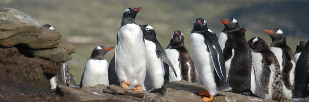 GENTOO PENGUIN Pygocelis papua 